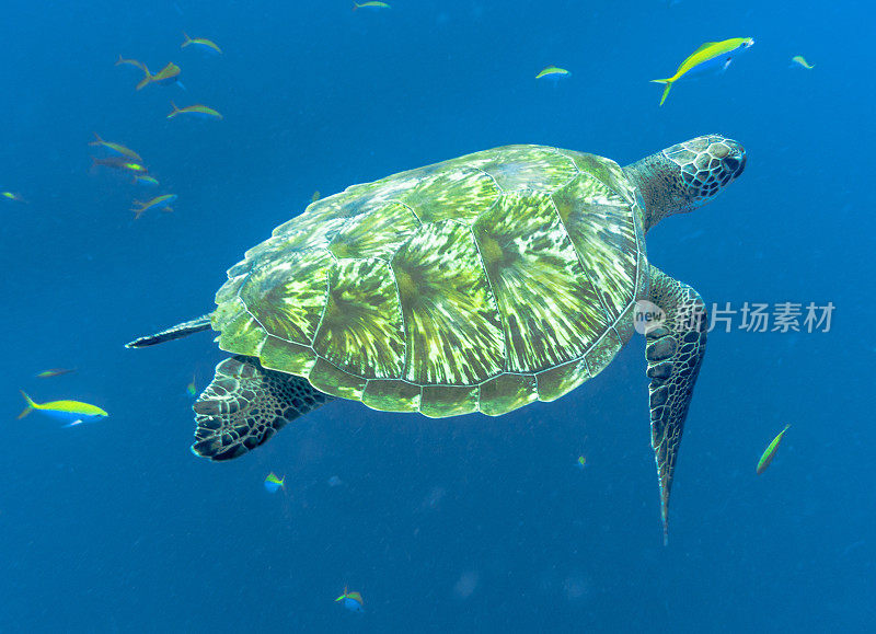 一只濒临灭绝的绿海龟(Chelonia mydas)，在泰国甲米的安达曼海中游泳。